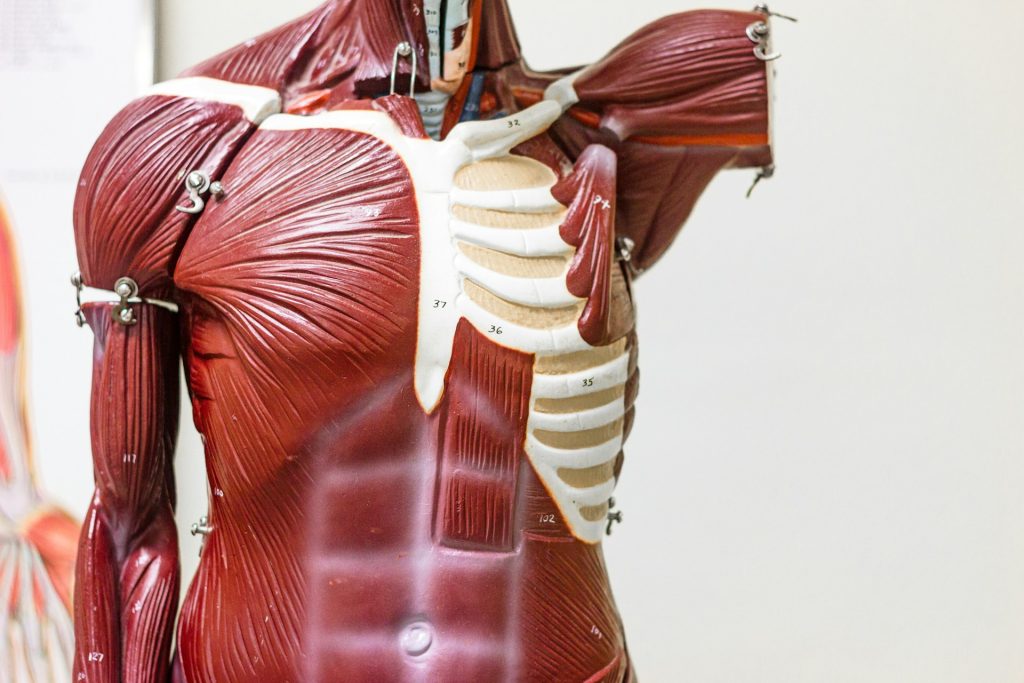 insan vücudu anatomi